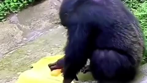 Clever Chimpanzee