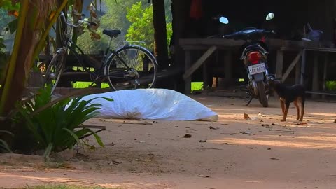 Super Huge Blanket vs 2 sleep dogs - Super Funny ( Best New Prank )
