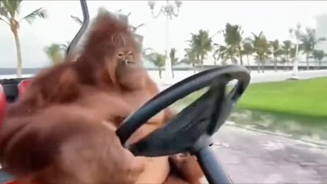 Do you want to have such a cool orangutan partner