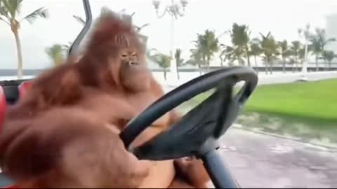 Do you want to have such a cool orangutan partner