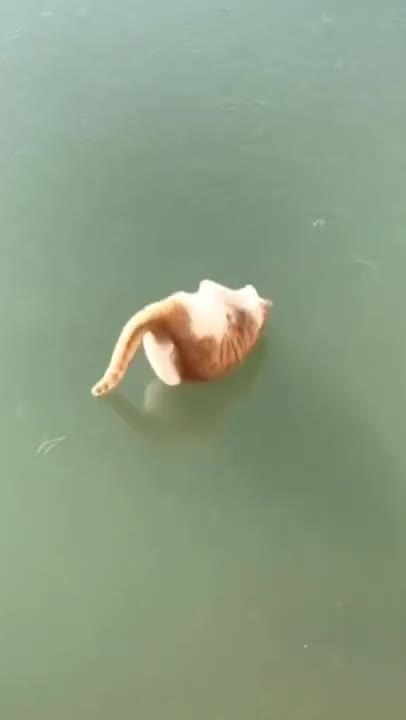 Cute Kitten Videos 😻 Funny Cats