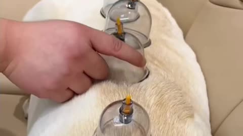 Cupping dogs