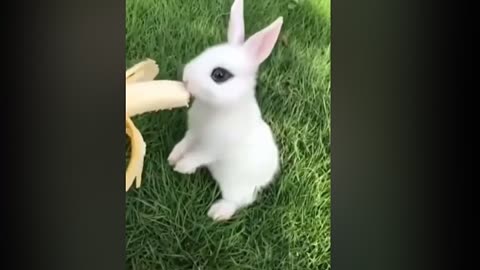 Cute baby Animals