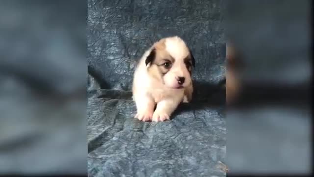 Baby Dogs - Cute and Funny Dog Videos Compilation