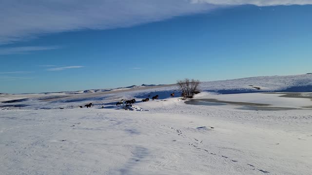 Heelers bringing the horses in