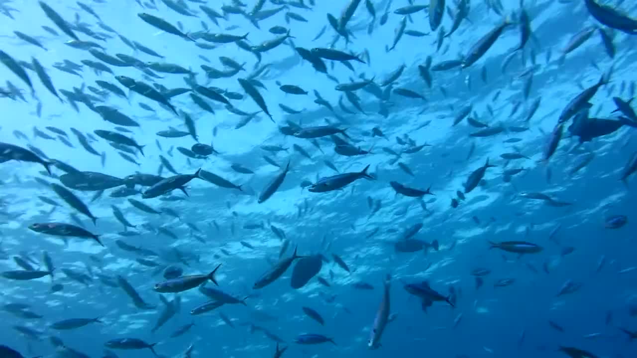 FISH HEAD DIVING