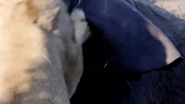 Wild Animal Fight