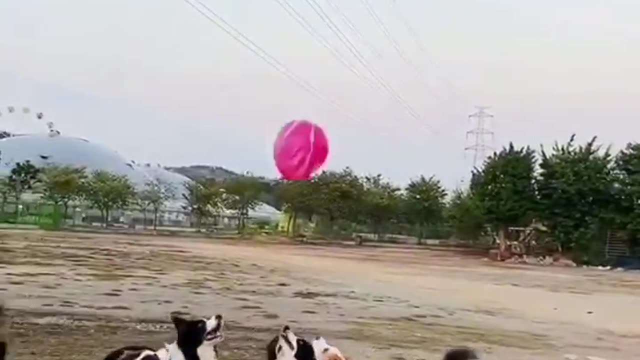 Paws-itively Popped! 🐾🎈|| Adorable Dogs Playing with Balloons|