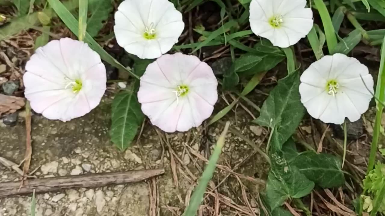 Flowers by the road