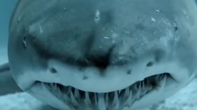 While swimming, take a closer look at a white shark's teeth.