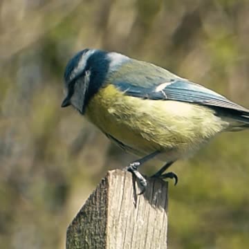 what's the bird name