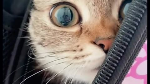 Cute Cat