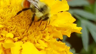 Bee on flower