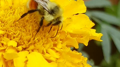 Bee on flower