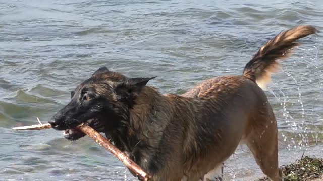 A dog thinks that a tree branch is drowning and slaves him