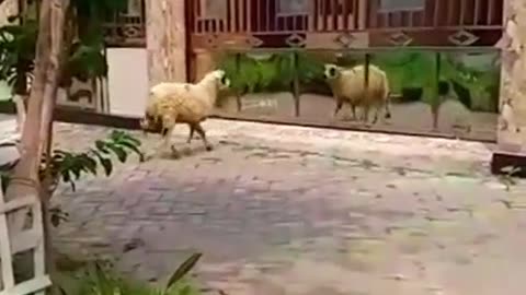 Omg 😄 😄 |Crazy Sheep|