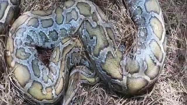 giant snake Very dangerous