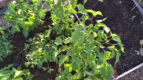 Growing Food in Urban Small Spaces - Urban Gardening