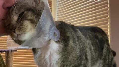 Clingy Coned Cat Wants Cuddles