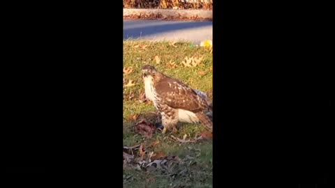 Beautiful Hawk Enjoys Lunch In My Neighborhood