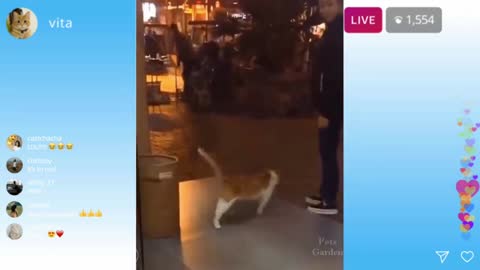 Funny cat video.