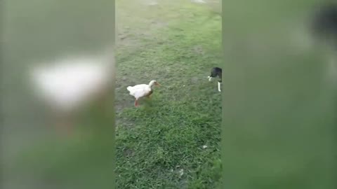 Funny Dogs Falling