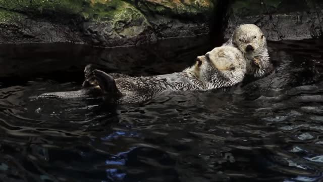 sea otters swimming - good morning