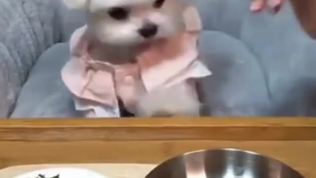 Cute little dog eating 🐶❤️