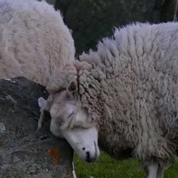 Sheep fighting each other, hitting their heads together .
