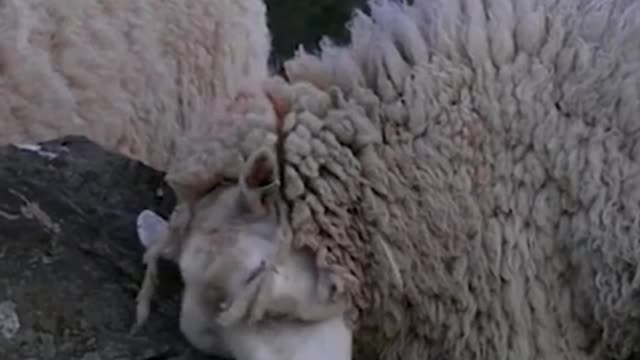 Sheep fighting each other, hitting their heads together .