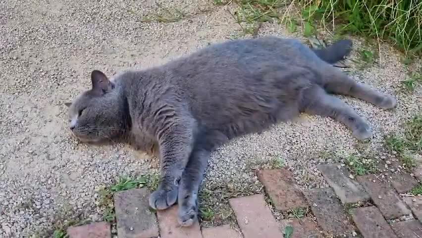 Russian Blue Cat