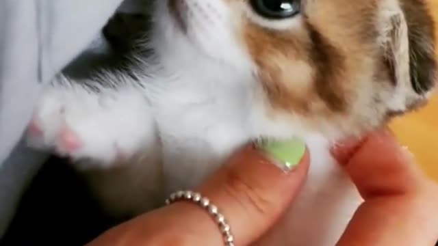 Handful of Cutest Munchkin Kitties