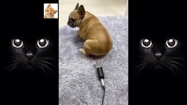 The Best Cute Pets And Funny Animals #1