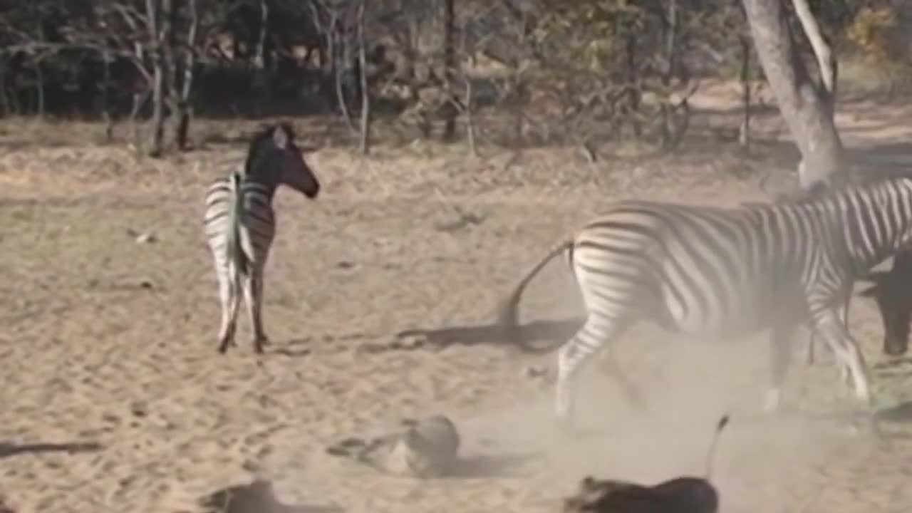 10 CRAZIEST ANIMAL FIGHTS CAUGHT ON CAMERA(720P_HD).mp4