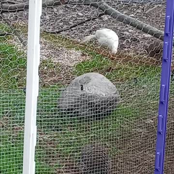 Phineas and Ferb the pheasants at Flock it Farm
