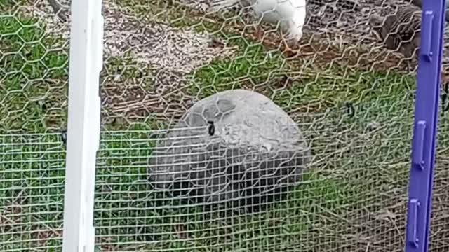 Phineas and Ferb the pheasants at Flock it Farm