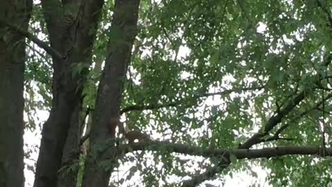Upset Squirrel