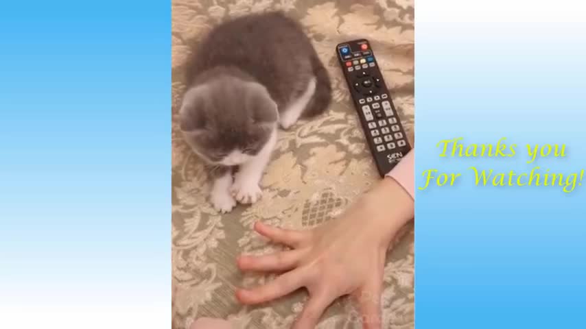 Cut cat at home