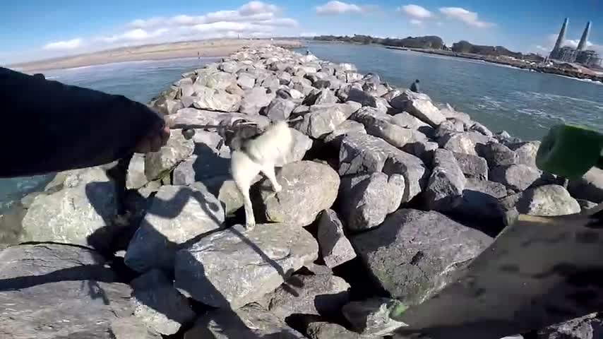 GONE WRONG: Loose Enjoying His Beach Run!