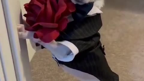 lovely dog