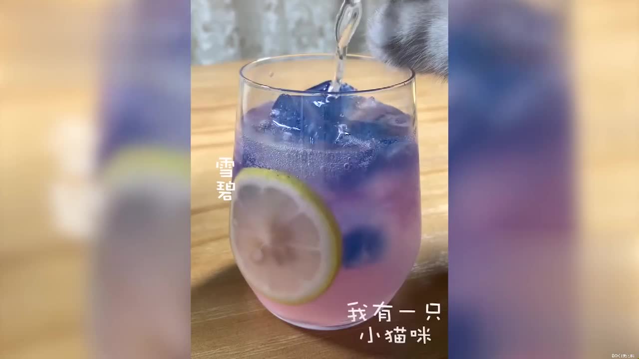 Funniest Cat and Dog