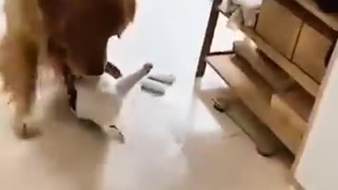 Unlikely friendship astonishing cat and dog duo shot #shorts #funnymemes