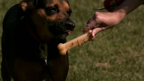 Slow Motion Dog Licking Peanut Butter Off Bone