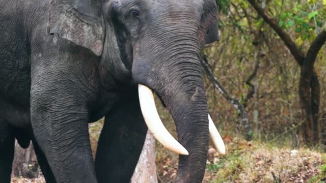 The Angry Wild Indian Elephant !! Scary