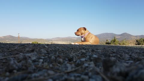 Funny dog 🐶 simply sitting in the ground videos 😘