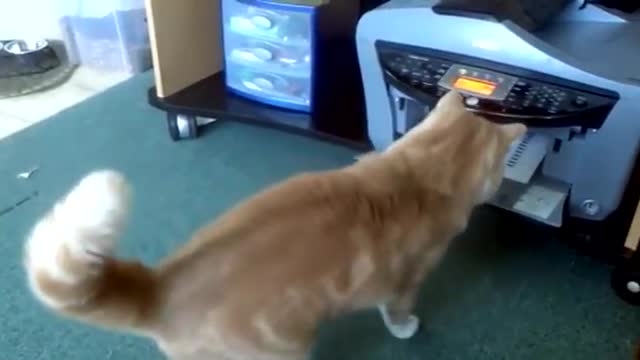fall short and funny animal collection video