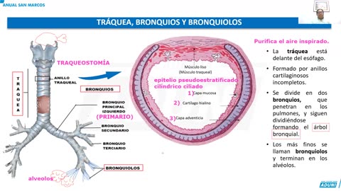 ANUAL ADUNI 2023 | Semana 32 | Biología | Química S2 | Psicología S2