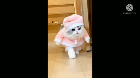 Cat videos funny videos