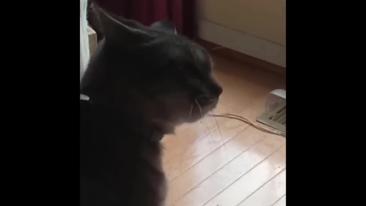 This Cat faints while arguing, Funny Video