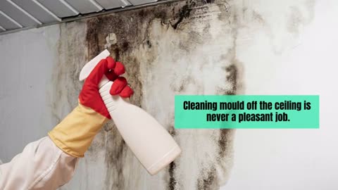Top Methods for Eliminating Ceiling Mould